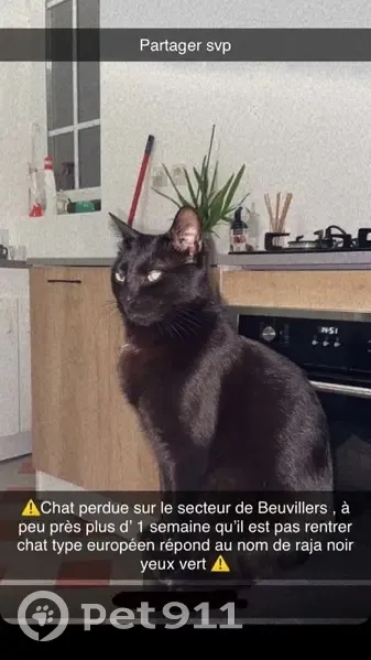 Chat noir Rajah perdu à Beuvillers - photo