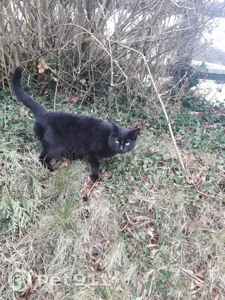 Chatte noire trouvée à St-Aubin - photo