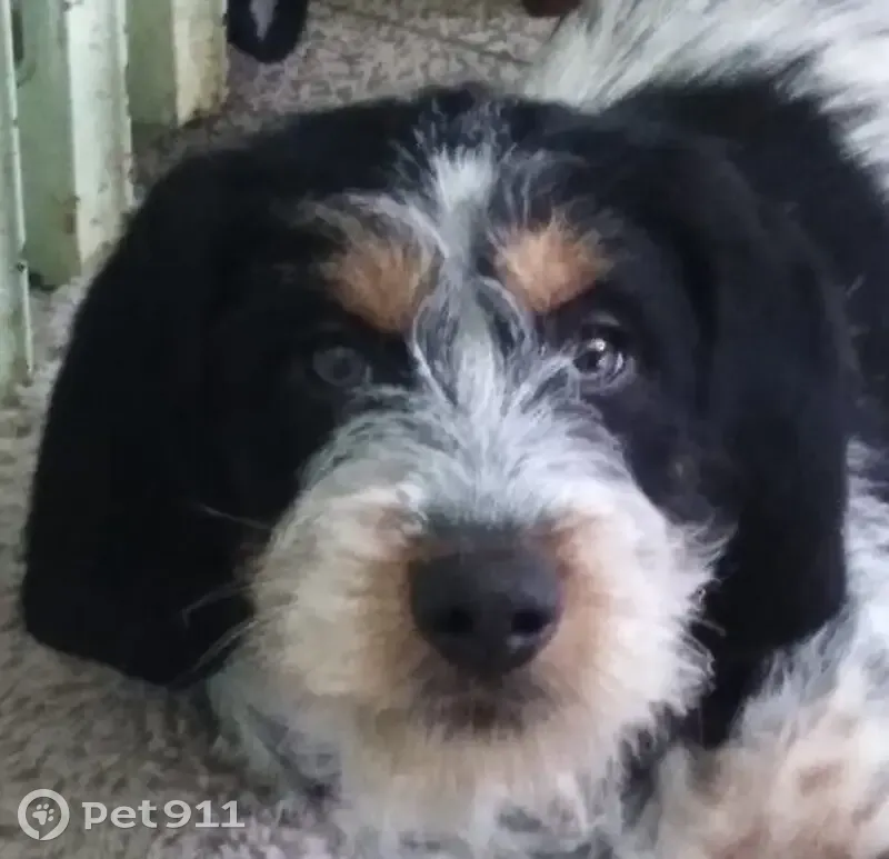 Chienne Griffon perdue à Brenthonne - photo