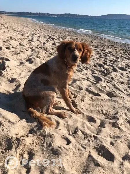 Chienne Épagneul Perdue - Nanda - photo
