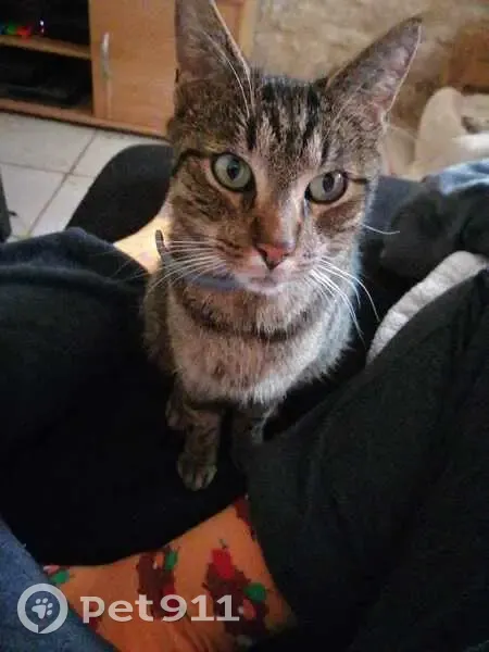 Chamallow, chat tigré perdu - photo