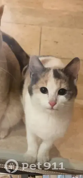 Chat tacheté trouvé à Graveson - photo