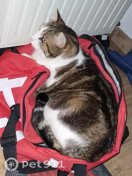 Chat de 7kg perdu à Vincelles - photo