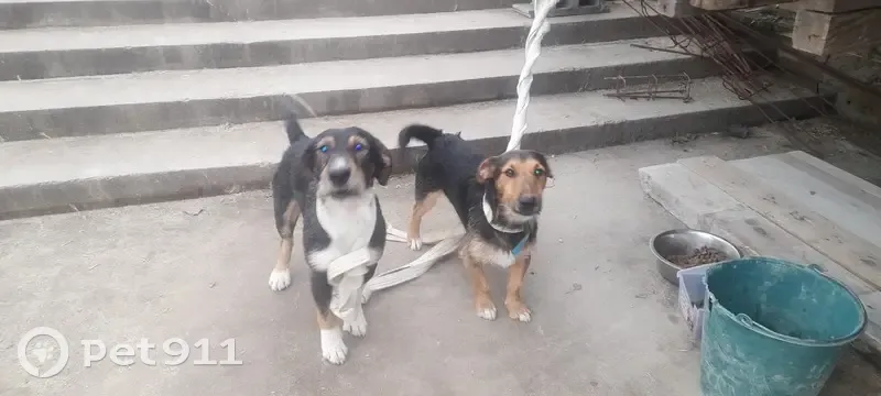 Trouvés: 2 Jack Russels, Ste-Bazeille - photo