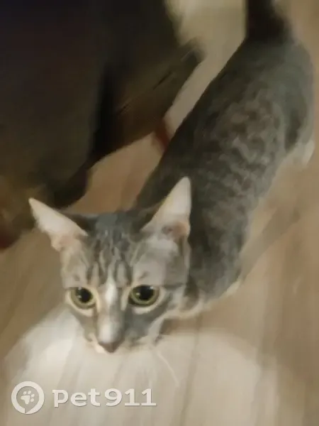 Chat tigré trouvé à Caudry - photo