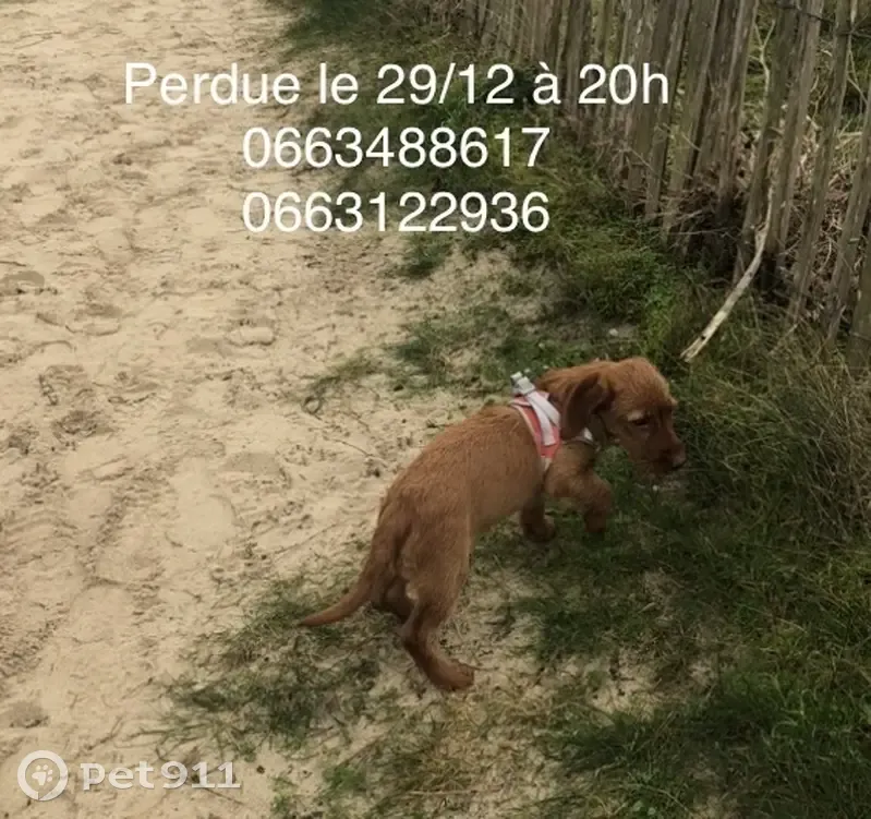 Chiot Basset Fauve Perdu - photo