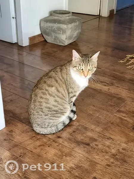 Avis de recherche: NAYA, chat rayé - photo