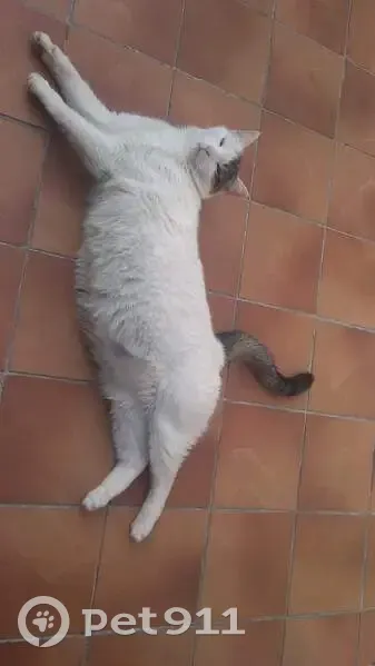 Chat Chopin blanc disparu à Armentières - photo