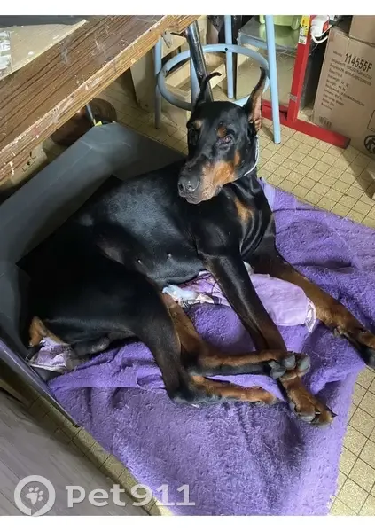 Alerte Doberman Perdu #65 - photo