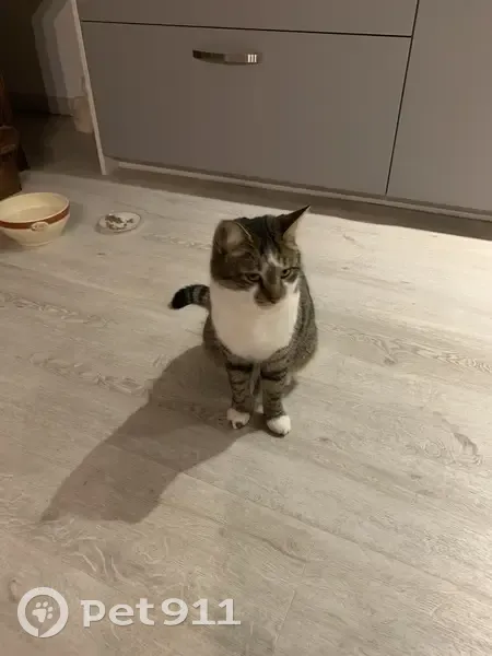 Chat Européen Perdu - 2 ans - photo