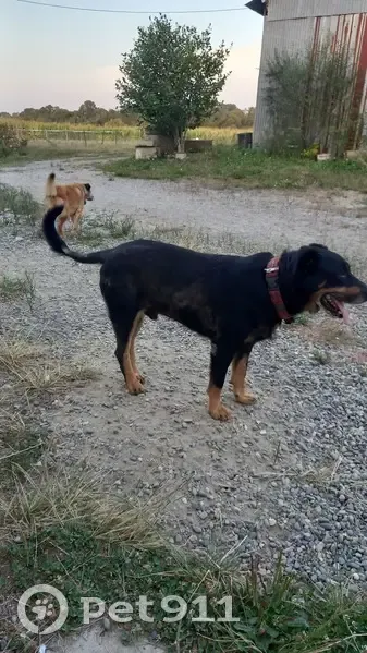 Alerte: 2 Chiens Perdus à Pouillon - photo