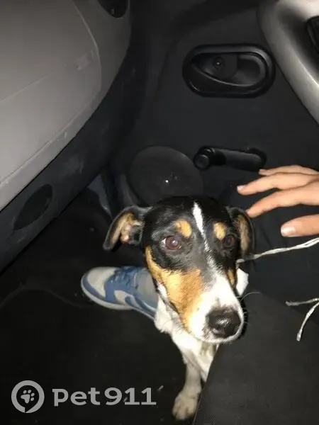 Jack Russell Perdu: 2 ans, Florac - photo