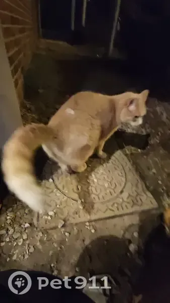 Chat blessé trouvé à Sceaux - photo