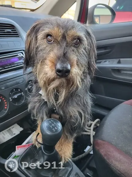 Chien perdu près du Rucher Macameli - photo