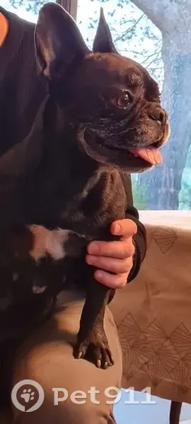 Chienne bouledogue trouvée à Nîmes - photo