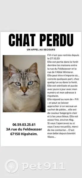 Recherche chat perdu à Hipsheim - photo