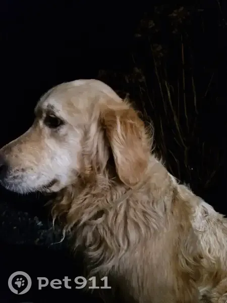 Golden Retriever perdu à Noues - photo