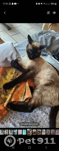 Chatte Siamoise Perdue à Pommiers - photo