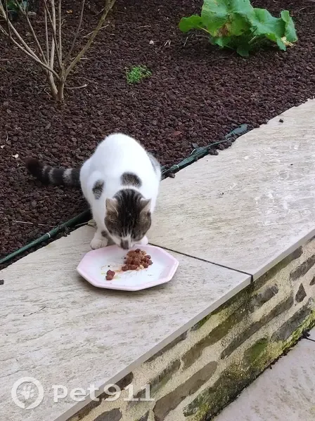 Chat blanc tacheté trouvé à Cerisy - photo