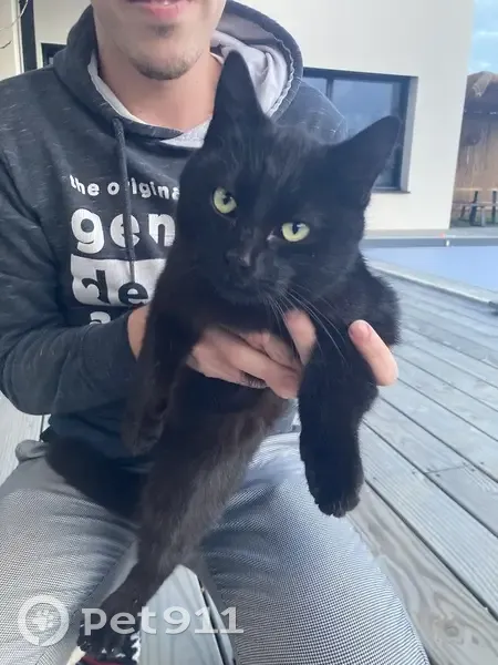 Chat noir aux yeux verts trouvé - photo
