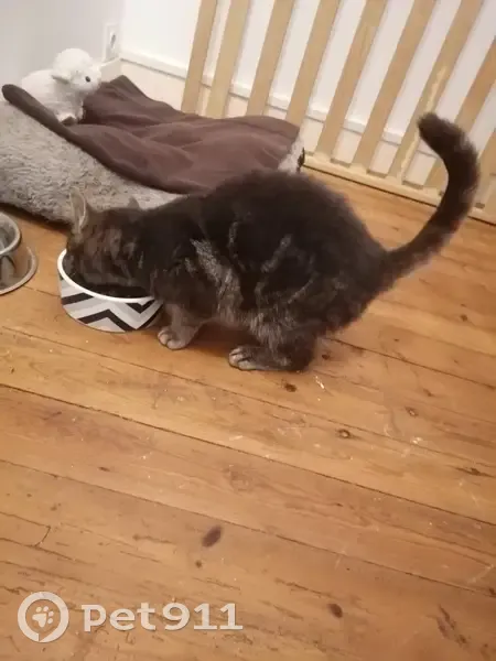 Chatte tigrée trouvée à Pouancé - photo