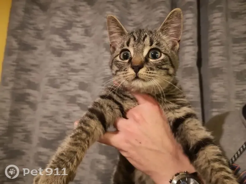 Chaton perdu près de Cénac - photo