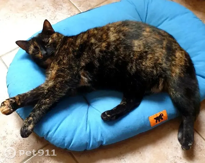 Chatte européenne perdue à Oberhoffen - photo