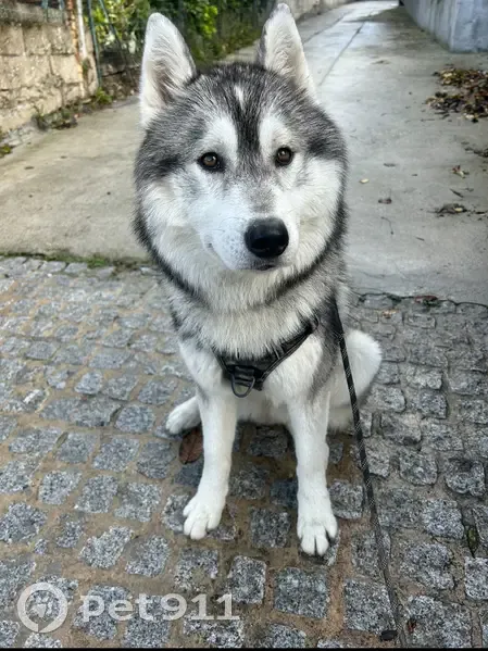 Husky perdu à Valenton - photo