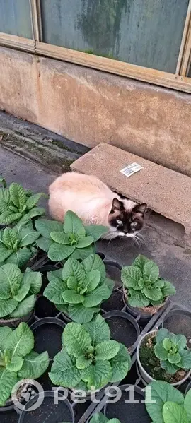 Chat siamois maigre trouvé à Dunkerque - photo