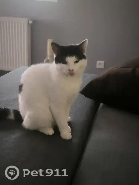Chat perdu à Escrennes - photo