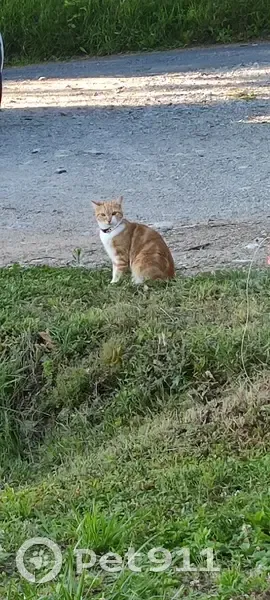 Chatte Sidkaa perdue à Laval-de-Cère - photo