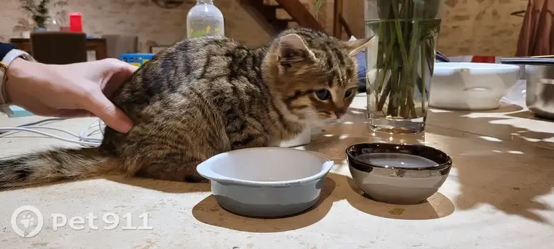 Chaton tigré retrouvé à Tousson - photo