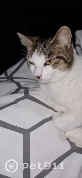 Chat blanc tigré perdu à Mornand - photo