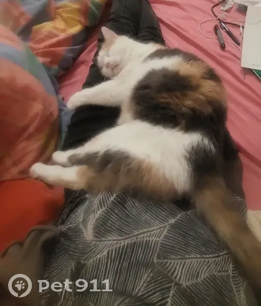 Chatte perdue à Cuges-les-Pins - photo