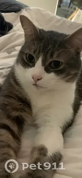 Chat perdu à Billère, Ayguette 1 - photo