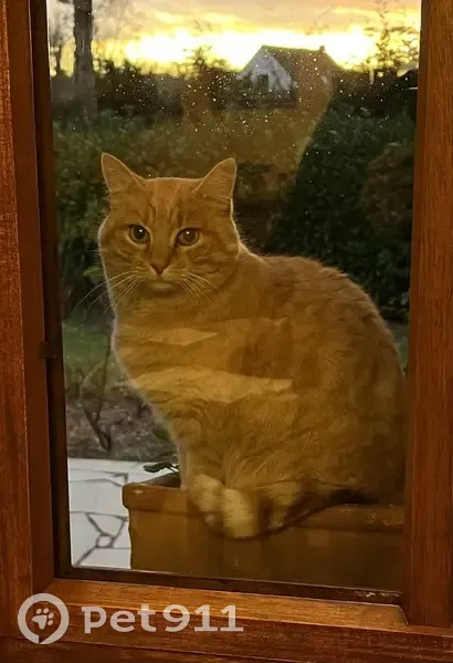 Chatte rousse perdue à Ghyvelde - photo