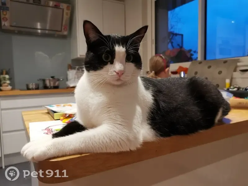 Chat noir et blanc perdu à Chaucre - photo