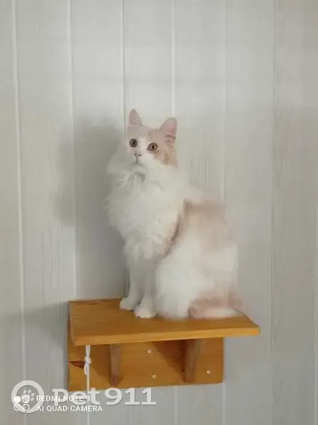 Recherche Kurilian Bobtail Perdu - photo