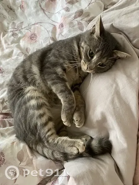 Chat gris perdu à Bacouel-sur-Selle - photo