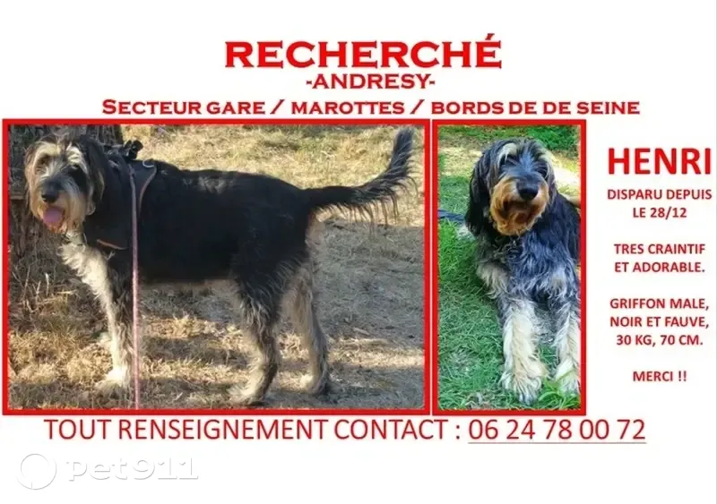 Chien Griffon perdu à Andrésy - photo
