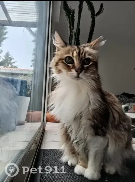 Chatte âgée perdue à La Roche - photo