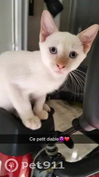 Chat blanc/roux perdu à Nîmes - photo