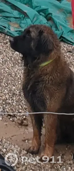 TAWA, Leonberg perdu, 50kg - photo