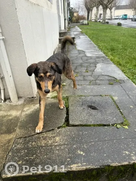 Chien croisé sociable trouvé à D 9c - photo