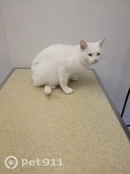 Chat blanc perdu, 3 ans, 4.9kg - photo