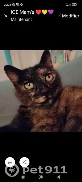 Chatte écaille perdue à Douarnenez - photo