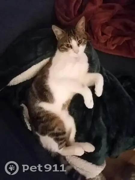 Recherche: Chat Blanc-Tigré Cambouis - photo