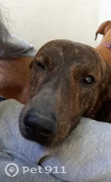 Chien bringé perdu à Montpellier - photo