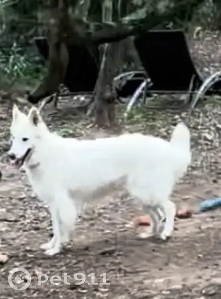 Chienne blanche perdue DN7 Cannet - photo