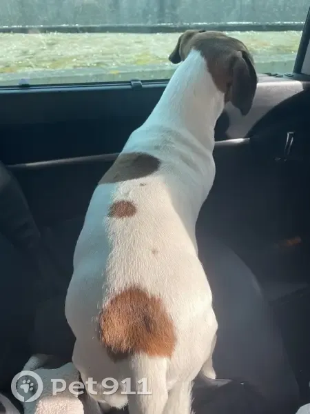Chien perdu à Louviers retrouvé - photo